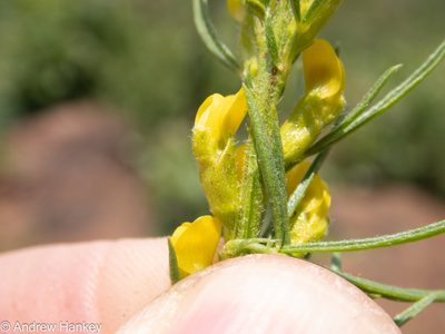 Melolobium wilmsii, photographed by Andrew Hankey