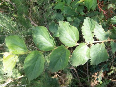 Celtis africana, photographed by Andrew Hankey