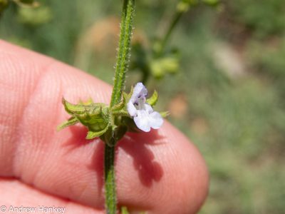 Salvia runcinata, photographed by Andrew Hankey
