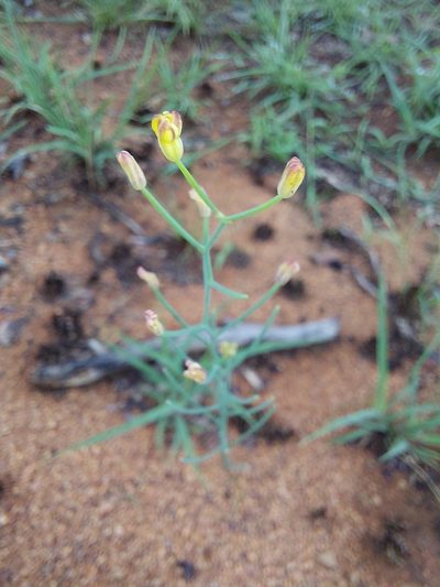 Eriospermum porphyrovalve, photographed by Manuel R Popp