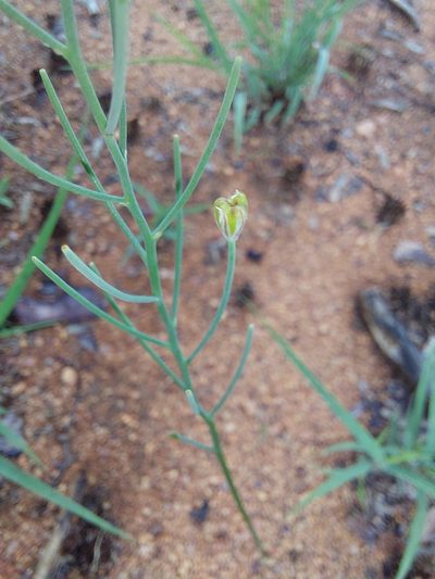 Eriospermum porphyrovalve, photographed by Manuel R Popp