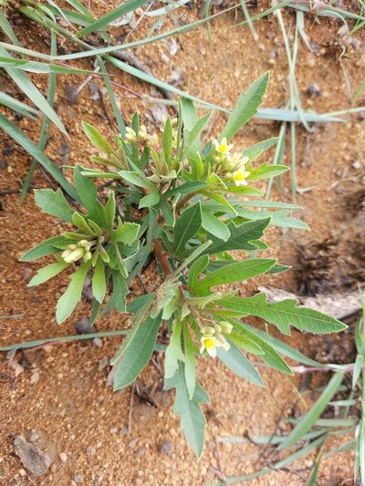 Jatropha erythropoda, photographed by Manuel R Popp