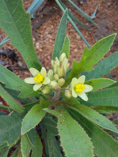 Jatropha erythropoda, photographed by Manuel R Popp