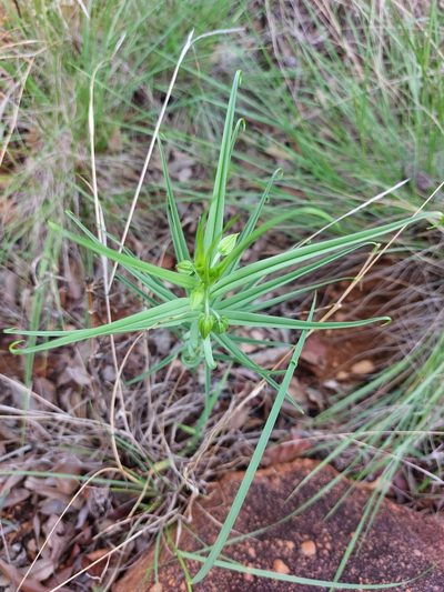 Gloriosa rigidifolia, photographed by Manuel R Popp