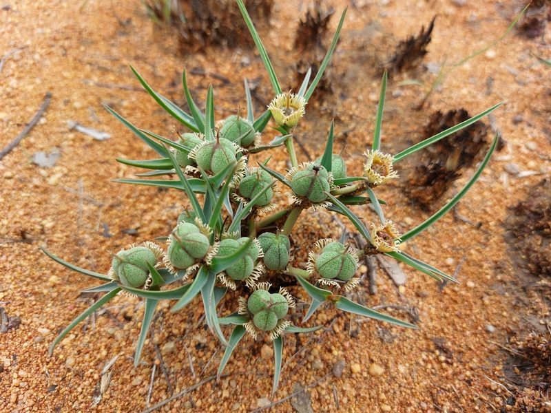 Euphorbia trichadenia, photographed by Manuel R Popp