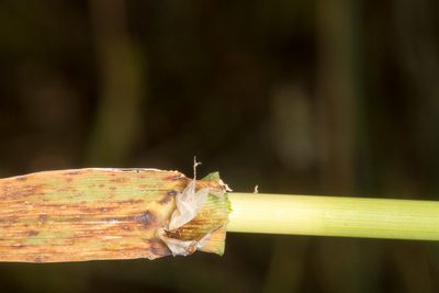 Phalaris coerulescens, photographed by Drepanostoma
