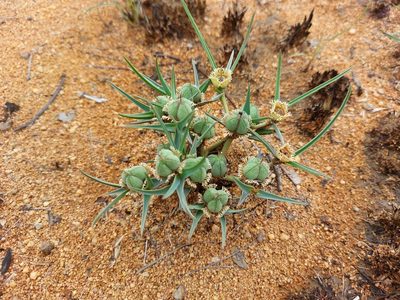 Euphorbia trichadenia, photographed by Manuel R Popp