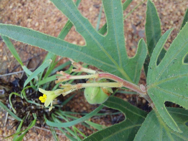 Jatropha zeyheri, photographed by Manuel R Popp