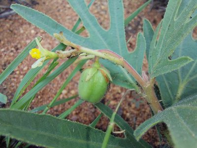 Jatropha zeyheri, photographed by Manuel R Popp