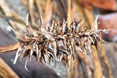 Carex macrocephala, photographed by Braden J. Judson
