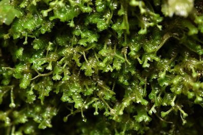 Bazzania denudata, photographed by Braden J. Judson