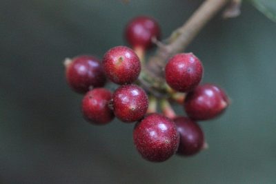 Uvaria littoralis, photographed by Agnes Trekker