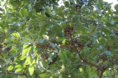 Terminalia bellirica, photographed by Dinesh Valke
