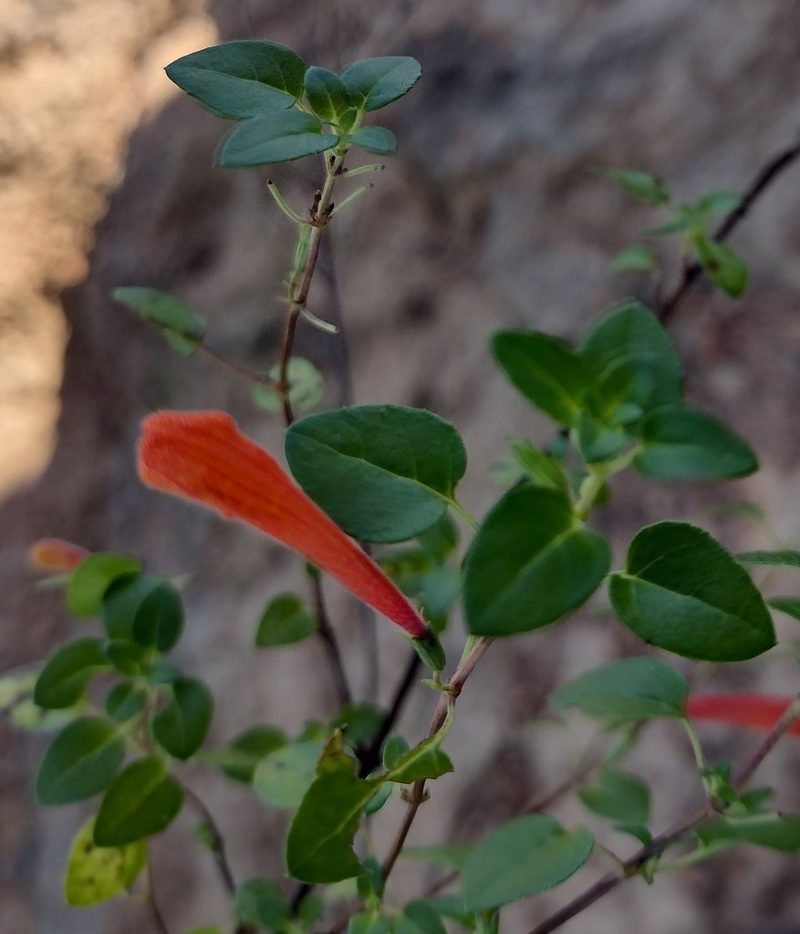 Clinopodium mexicanum, photographed by Comisión Estatal de Biodiversidad del Estado de Hidalgo