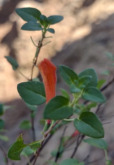 Clinopodium mexicanum, photographed by Comisión Estatal de Biodiversidad del Estado de Hidalgo