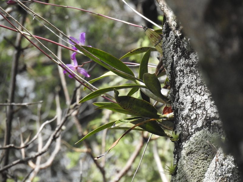 Laelia autumnalis, photographed by Sandino Guerrero