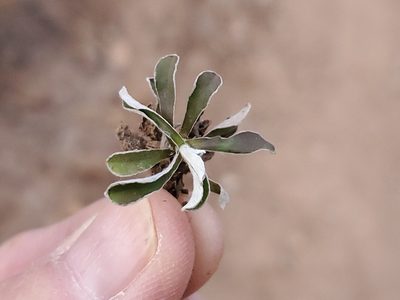 Antennaria marginata, photographed by Craig Martin