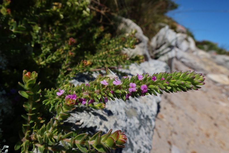 Muraltia pageae, photographed by Diana Studer