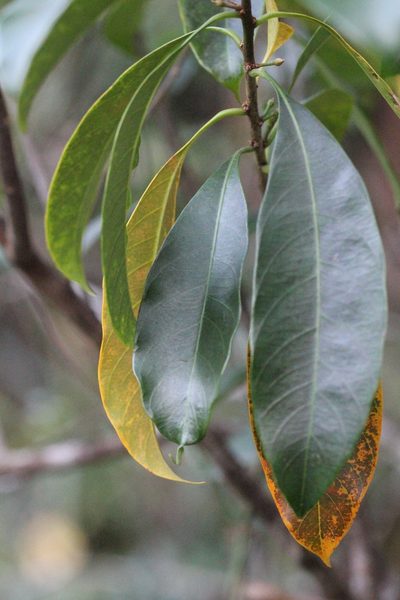Sideroxylon wightianum, photographed by Agnes Trekker