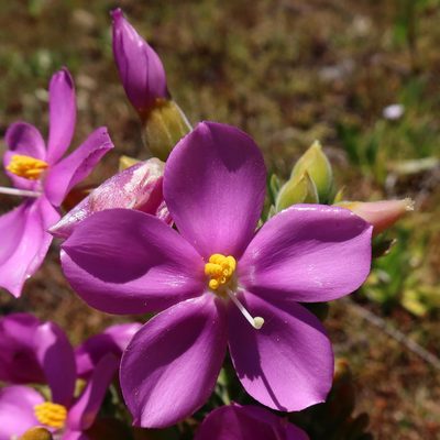 Orphium frutescens, photographed by Diana Studer