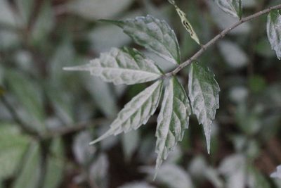Pellionia pellucida, photographed by Agnes Trekker