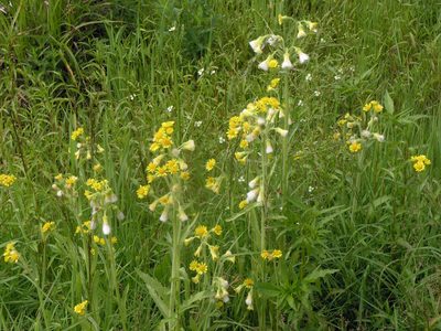 Tephroseris palustris, photographed by Oleg Kosterin