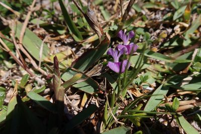 Psoralea repens, photographed by Diana Studer