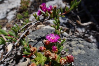 Ruschia macowanii, photographed by Diana Studer