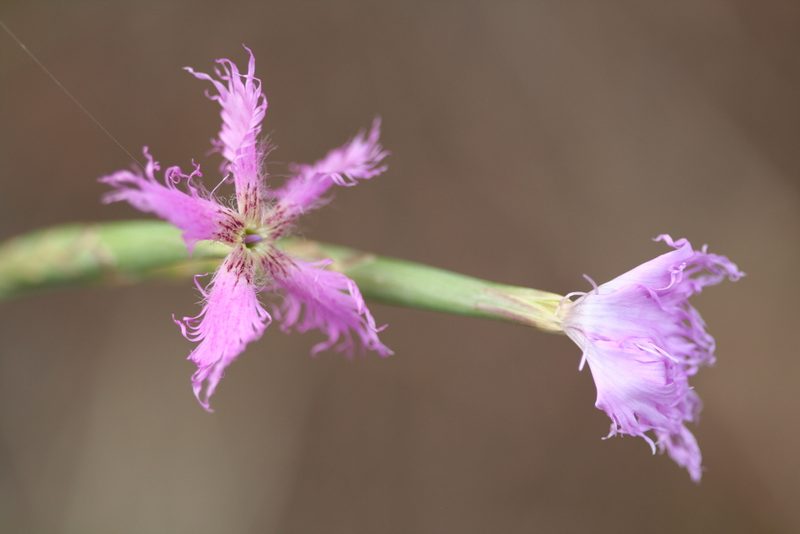 Dianthus orientalis, photographed by Edmundas Greimas