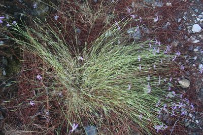 Dianthus orientalis, photographed by Edmundas Greimas