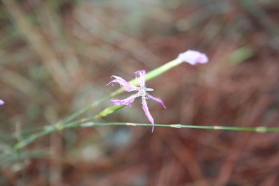 Dianthus orientalis, photographed by Edmundas Greimas