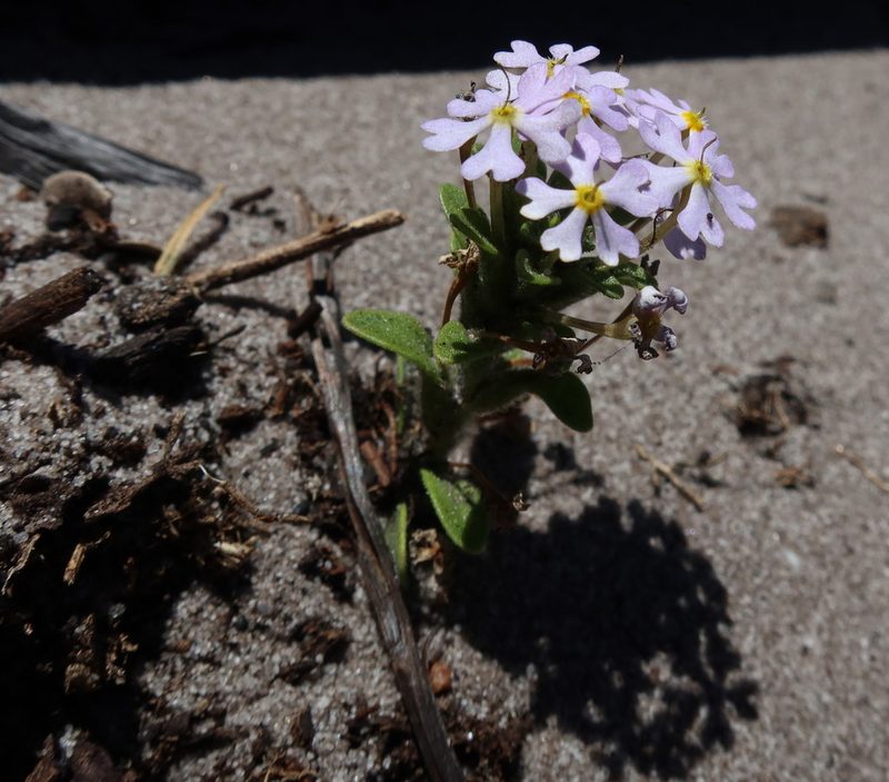Zaluzianskya villosa, photographed by Diana Studer