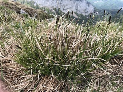 Carex sempervirens, photographed by Jason Grant