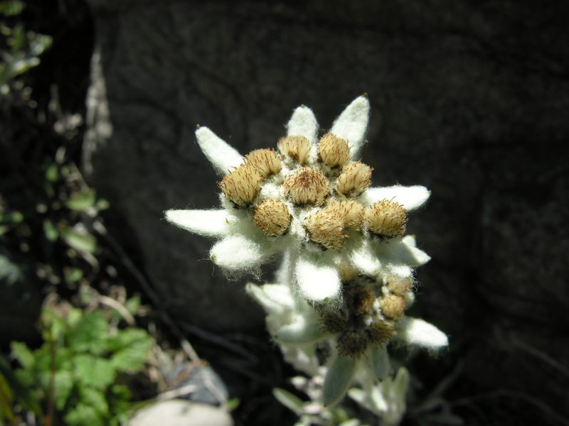 Leontopodium ochroleucum, photographed by Eugene Popov