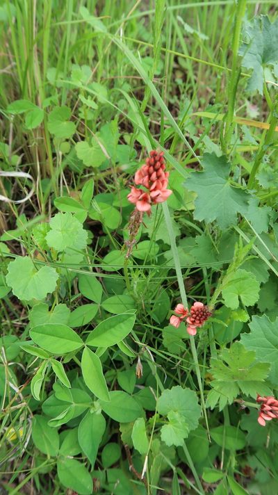 Indigofera dimidiata, photographed by Presha Soogrim