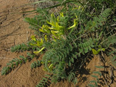 Astragalus longipetalus, photographed by Eugene Popov