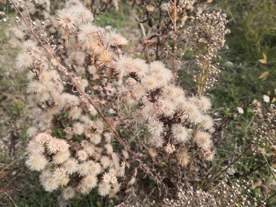 Dittrichia viscosa, photographed by Noa