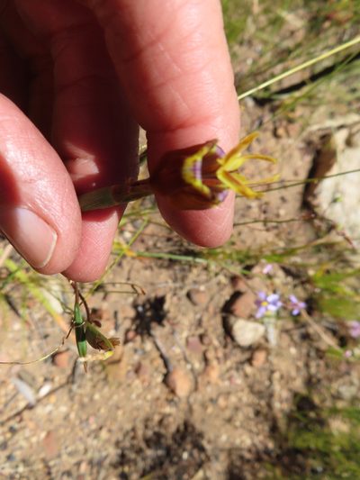 Moraea inconspicua, photographed by linkie