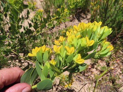 Rafnia capensis, photographed by linkie