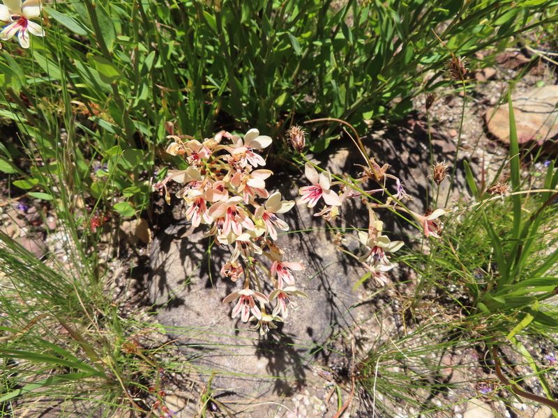 Tritonia undulata, photographed by linkie