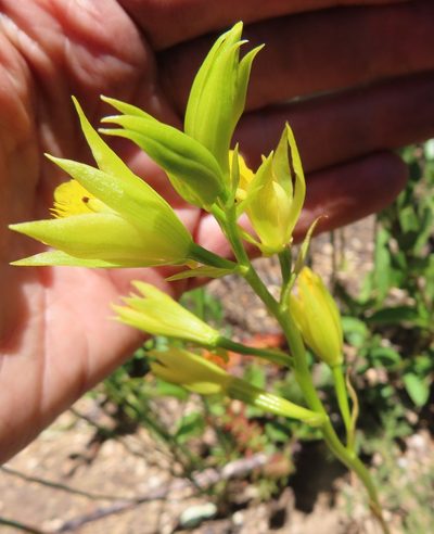 Eulophia litoralis, photographed by linkie