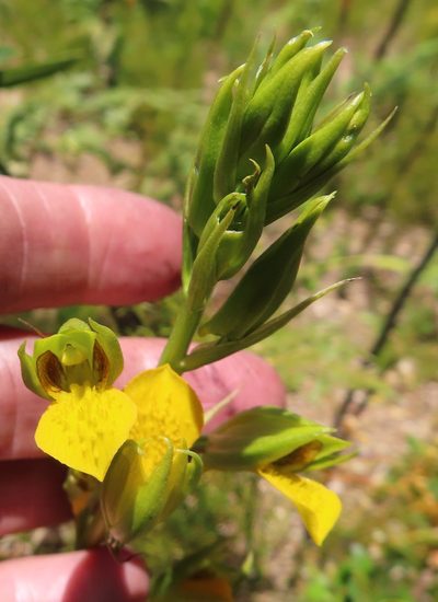 Eulophia litoralis, photographed by linkie