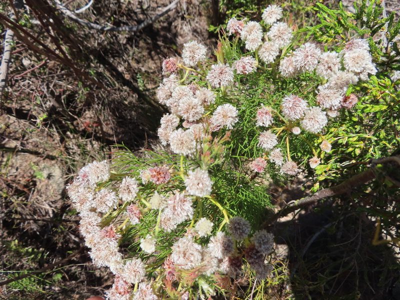 Serruria kraussii, photographed by linkie
