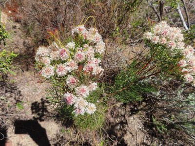Serruria kraussii, photographed by linkie