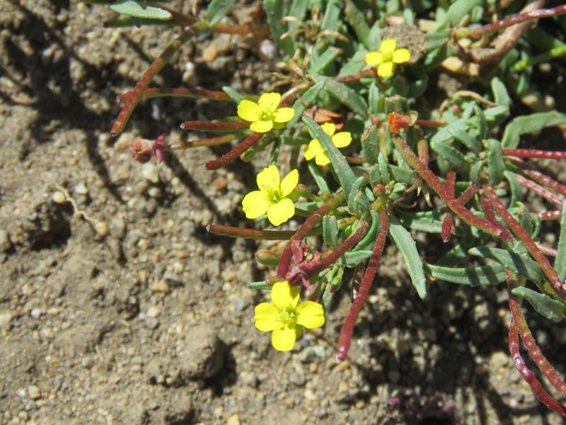 Camissonia dentata, photographed by Nicolas Olejnik