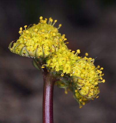 Lomatium austiniae, photographed by Steve Matson