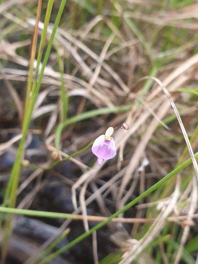 Utricularia arenaria, photographed by Aaliyah Motala