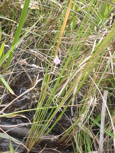 Utricularia arenaria, photographed by Aaliyah Motala