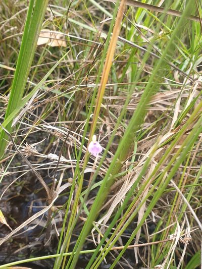 Utricularia arenaria, photographed by Aaliyah Motala