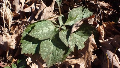 Pachysandra procumbens, photographed by John Abrams